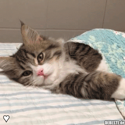 Gute Nacht. | Lustige Bilder, Sprüche, Witze, Echt Lustig 405_x_405_gif