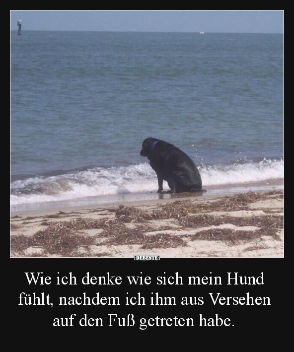 Wie Ich Denke Wie Sich Mein Hund Fühlt, Nachdem.. | Lustige Bilder, Sprüche, Witze, Echt Lustig 709_x_592_jpg