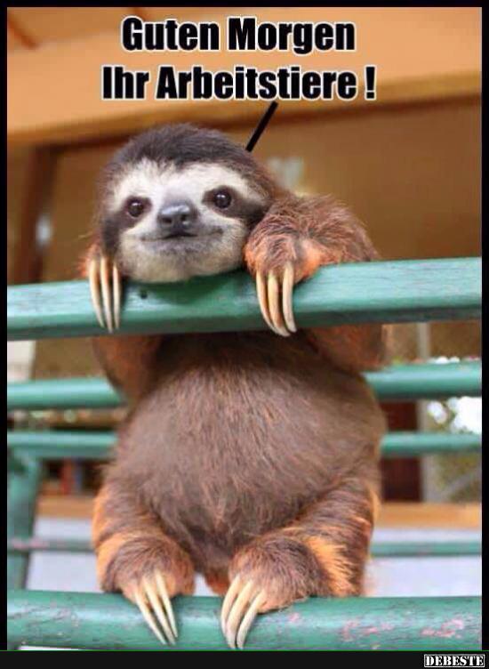 Guten Morgen Ihr Arbeitstiere Lustige Bilder Spruche Witze Echt Lustig