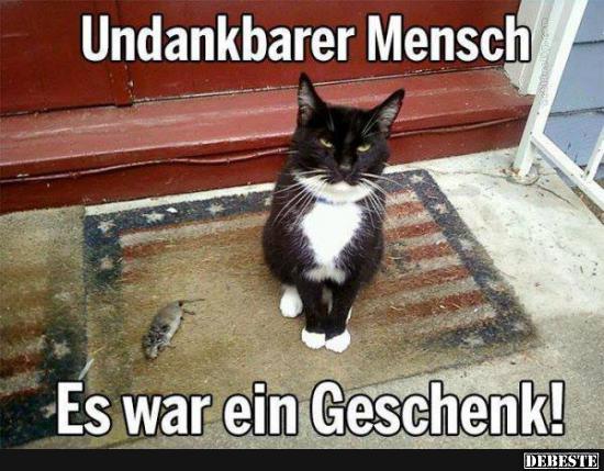 Undankbarer Mensch Lustige Bilder Spruche Witze Echt Lustig