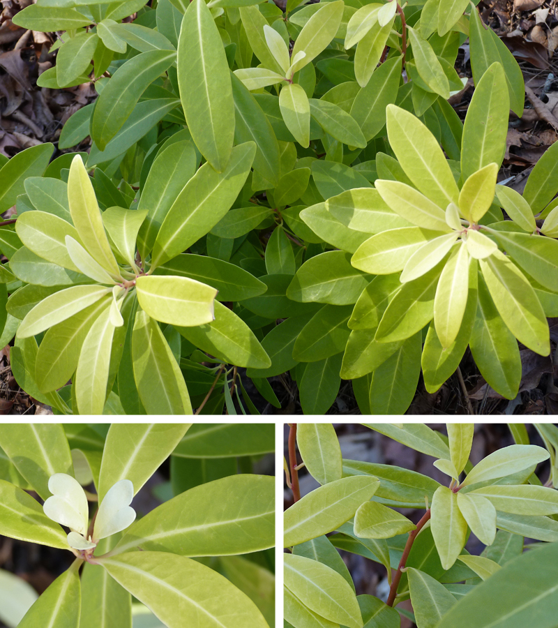 These days, the last thing i want to do is spend hours and hours in my kitchen. Anise 'Florida Sunshine' for the Woodland Garden - Deb's