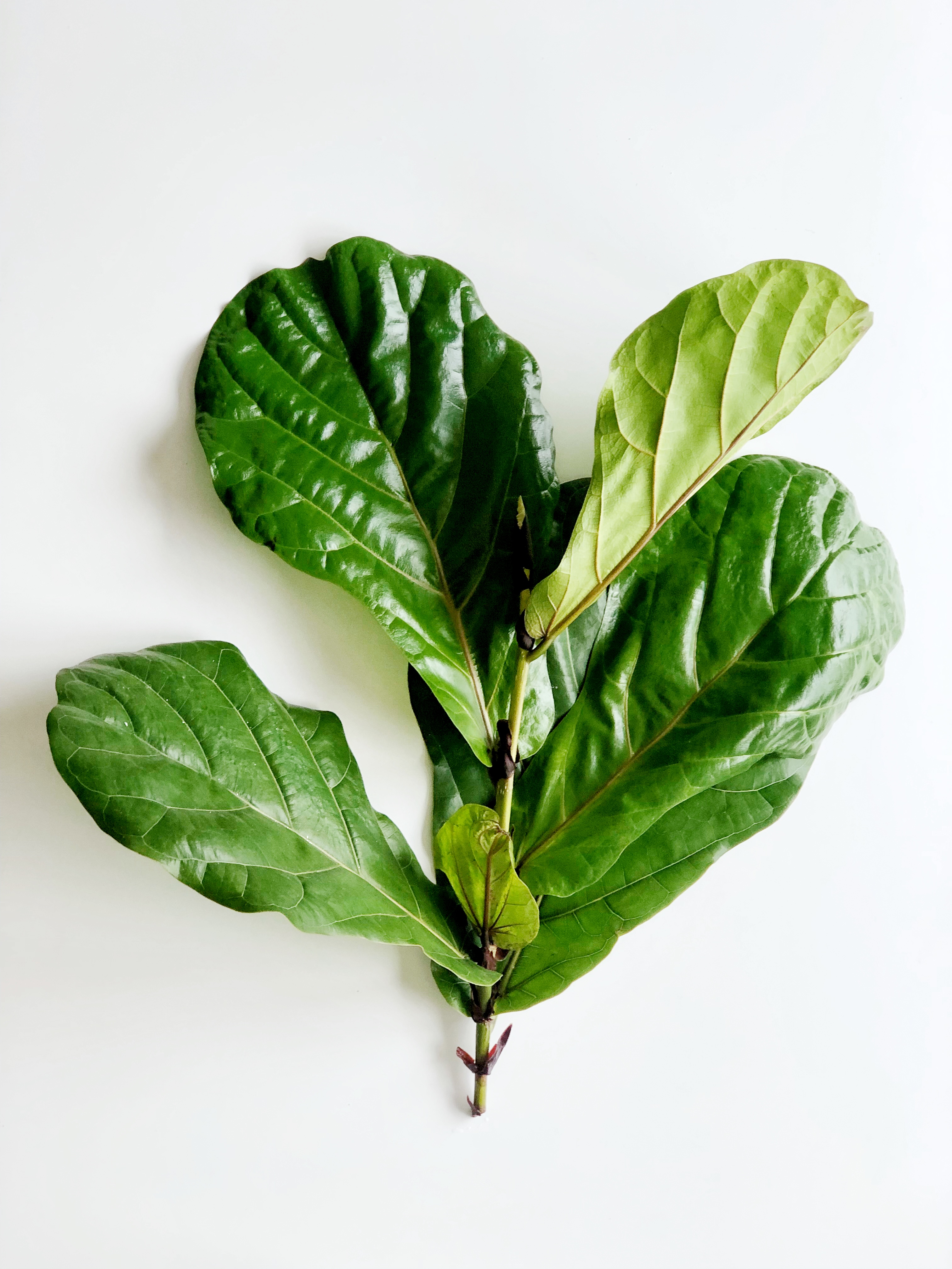 How to propagate your fig tree 