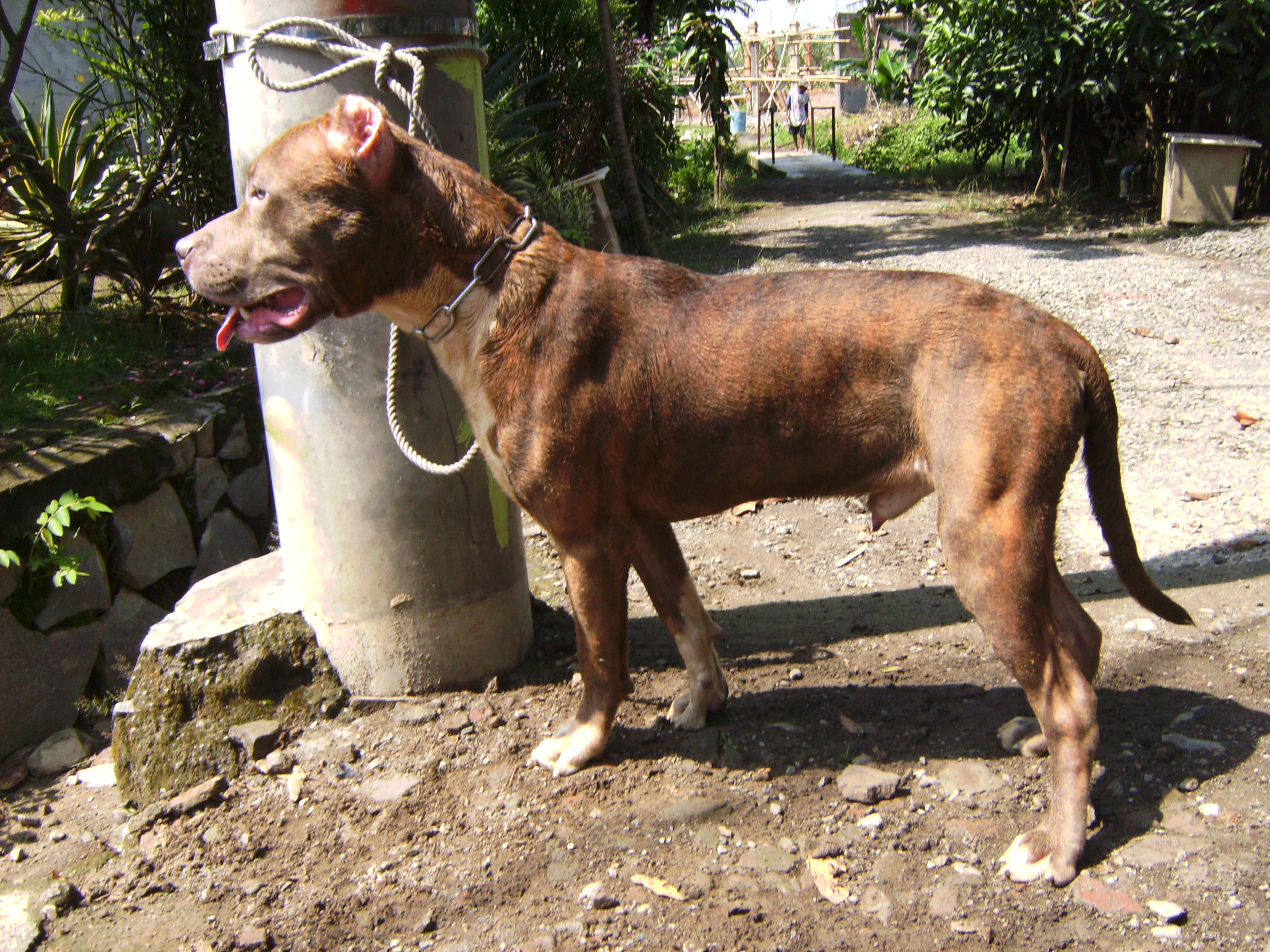 70 · anjing pit bull. Anjing Saya Lainnya Dedidudediblog