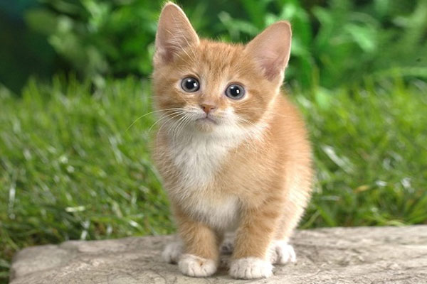 Kucing ini juga merupakan salah satu hewan peliharaan terpopuler di dunia yang3. Jangan Biarkan Nasi Menjadi Makanan Rutin Si Kucing