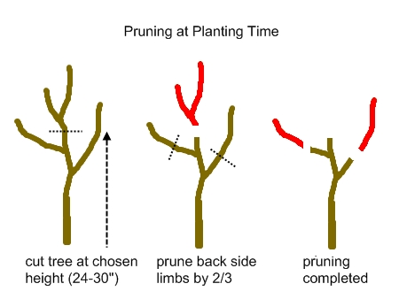 Fortunately, it's easy to le. Backyard Orchard Culture A New Approach To Growing Fruit Trees In Limited Spaces Deep Green Permaculture