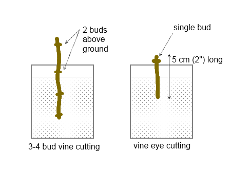 The point furthest from the point of attachment. Propagating Plants From Hardwood Cuttings Deep Green Permaculture