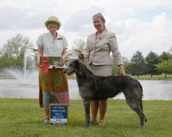 caerwicce deerhounds