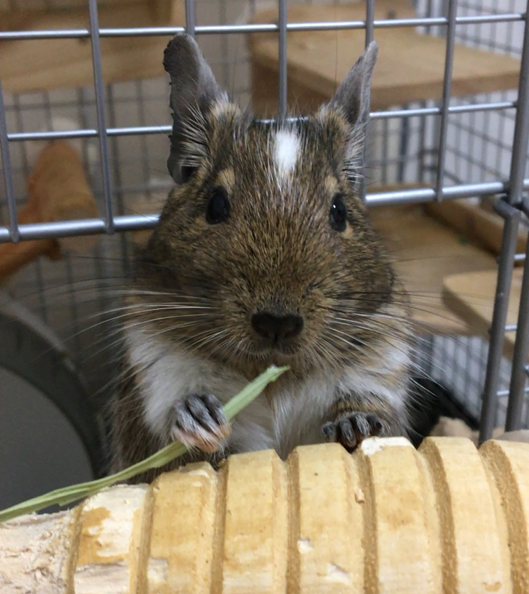 チモシーを食べるはおちゃん