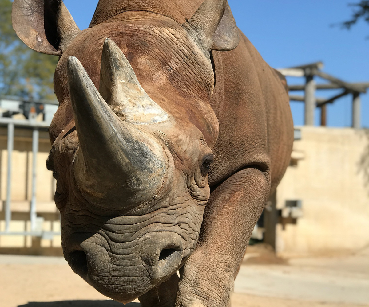 List 32+ Wallpapers how many teeth does a rhino have Updated