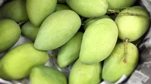 তীব্র গরমে কাঁচা আম খাওয়ার উপকারিতা