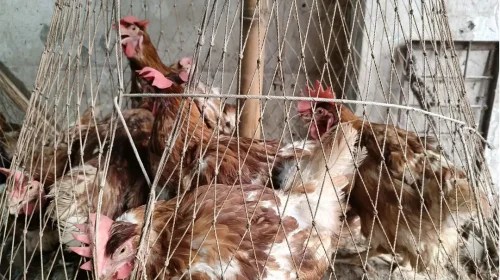 রাজধানীর বাজারে মুরগি ও সবজির দাম কমলেও মাছের বাজার চড়া
