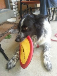 dak3 Dakota loves to play with frisbees