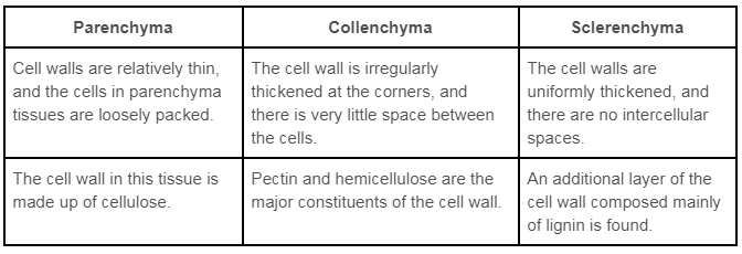 Difference Between Collenchyma And Sclerenchyma