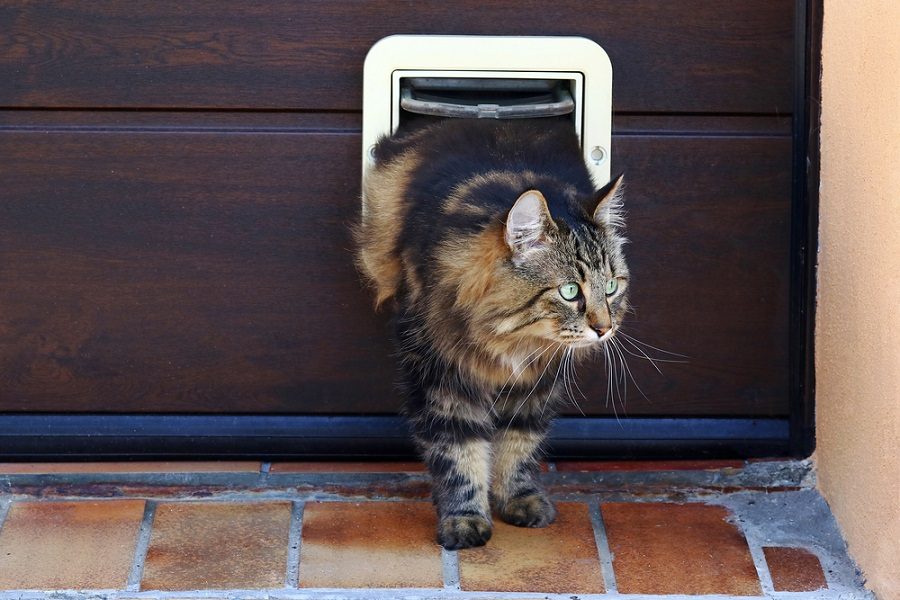 best cat flap 2018