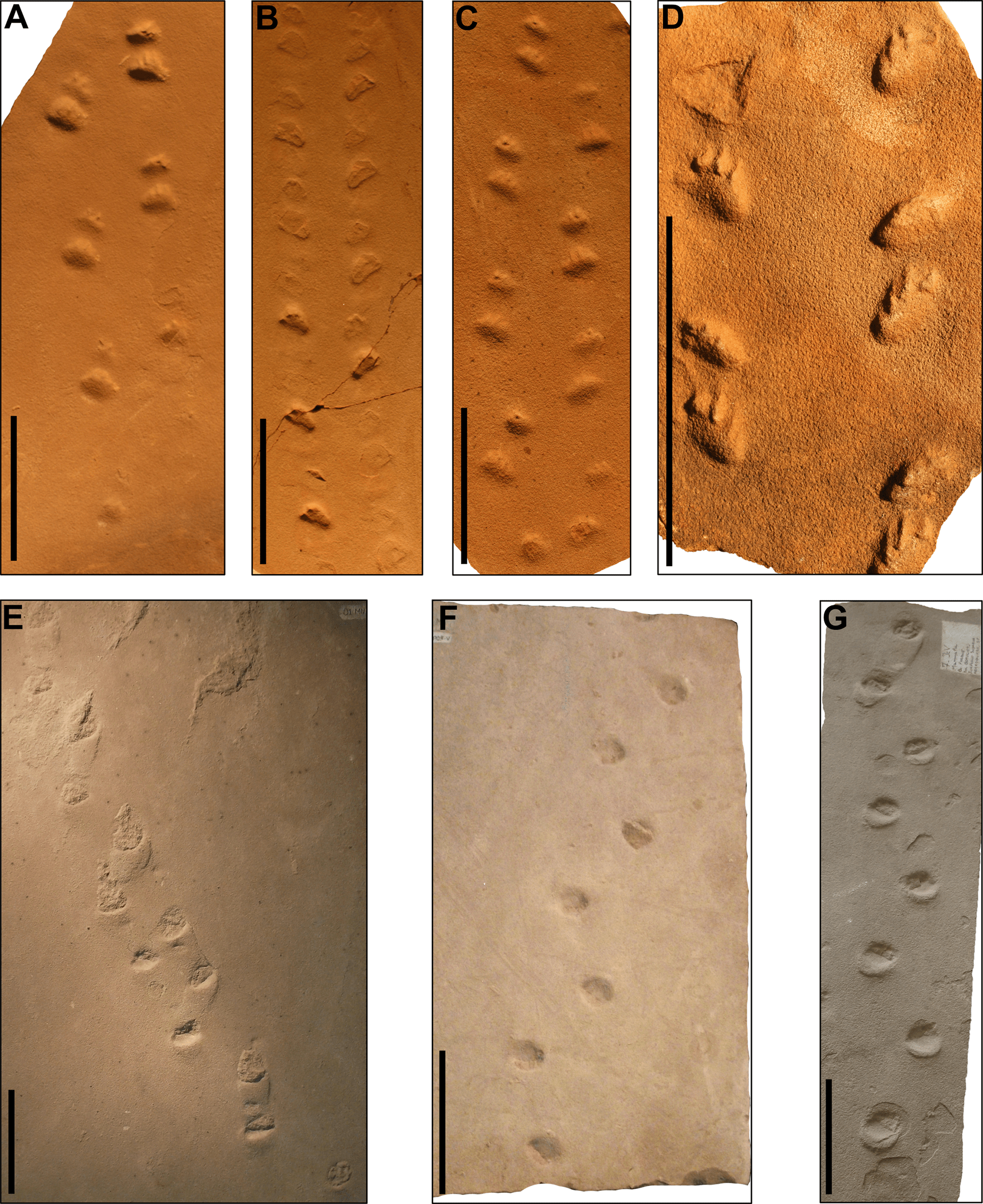 Tetrapod Tracks In Permo Triassic Eolian Beds Of Southern Brazil Parana Basin Peerj