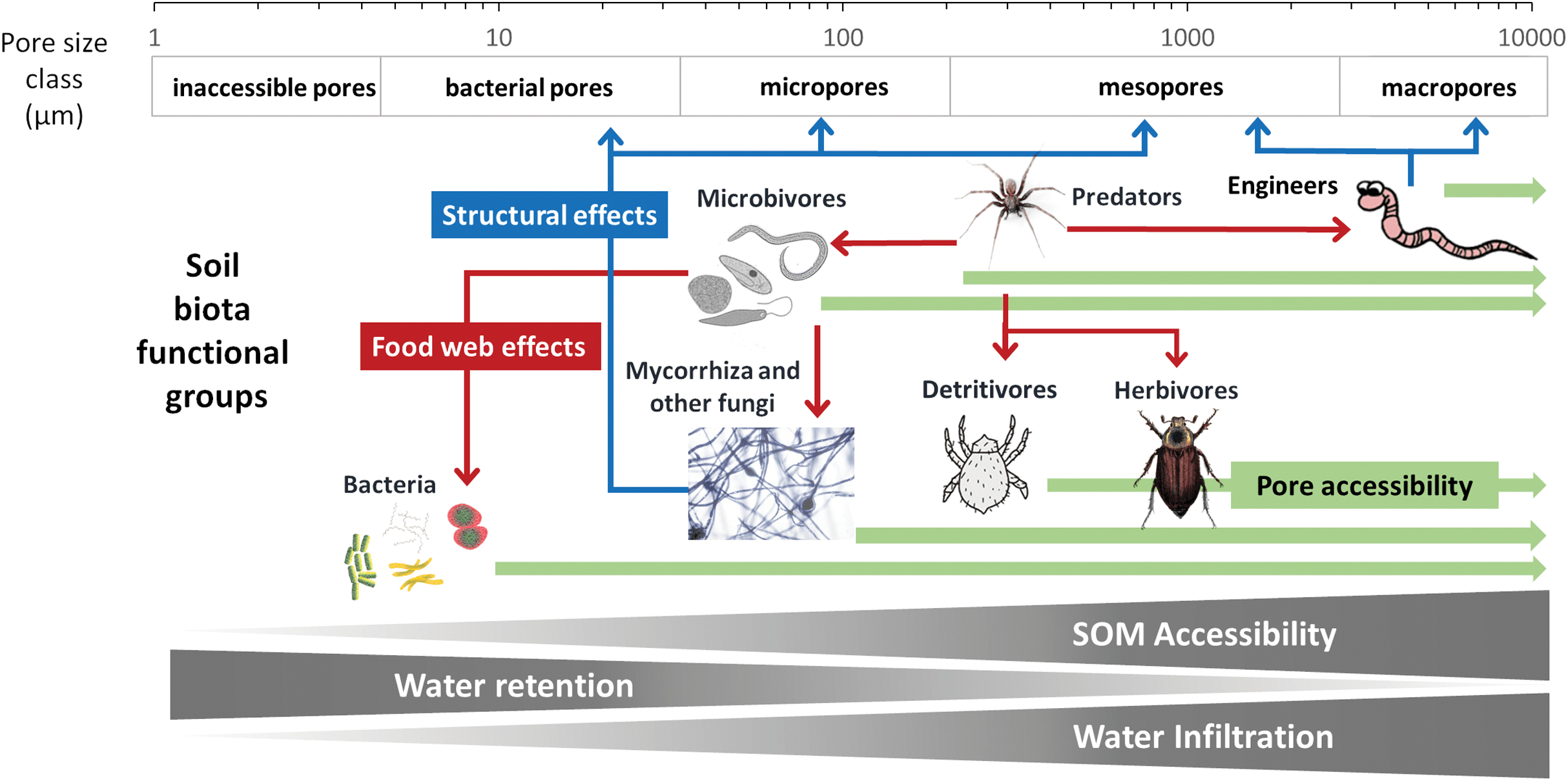 Keylink Towards A More Integrative Soil Representation For Inclusion In Ecosystem Scale Models I Review And Model Concept Peerj