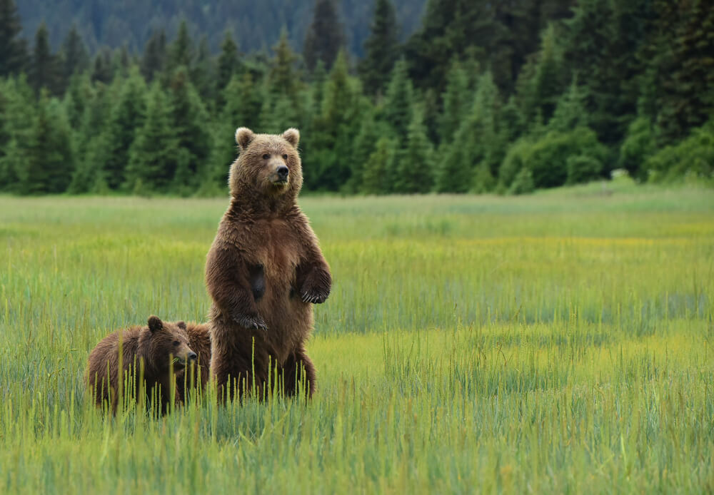 VIP Alaska Seeing the Last Frontier by Helicopter and Floatplane