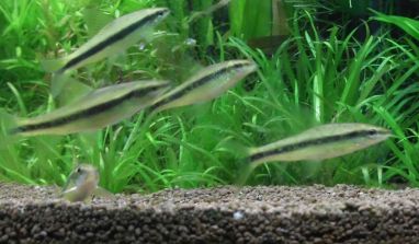 Wild populations are found in rivers and streams in thailand, laos and cambodia, but may also live in flooded areas during the rainy season. Aquarium Fishes Introduced Siamese Algae Eater Sae Diary Of Dennis