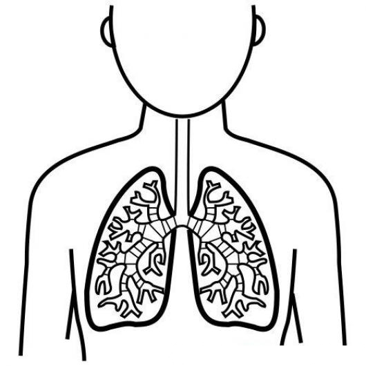 Querrás que este sea lo suficientemente grande como para dibujar las . Dibujo De Los Pulmones Para Pintar Y Colorear Colorear Dibujos Varios Dibujo De Los Pulmones Para Pintar Y Colorear Dibujosa Com