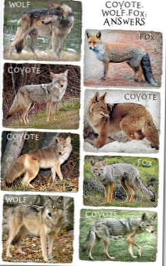 Differbetween Cual Es La Diferencia Entre Un Zorro Coyote Y Un Lobo