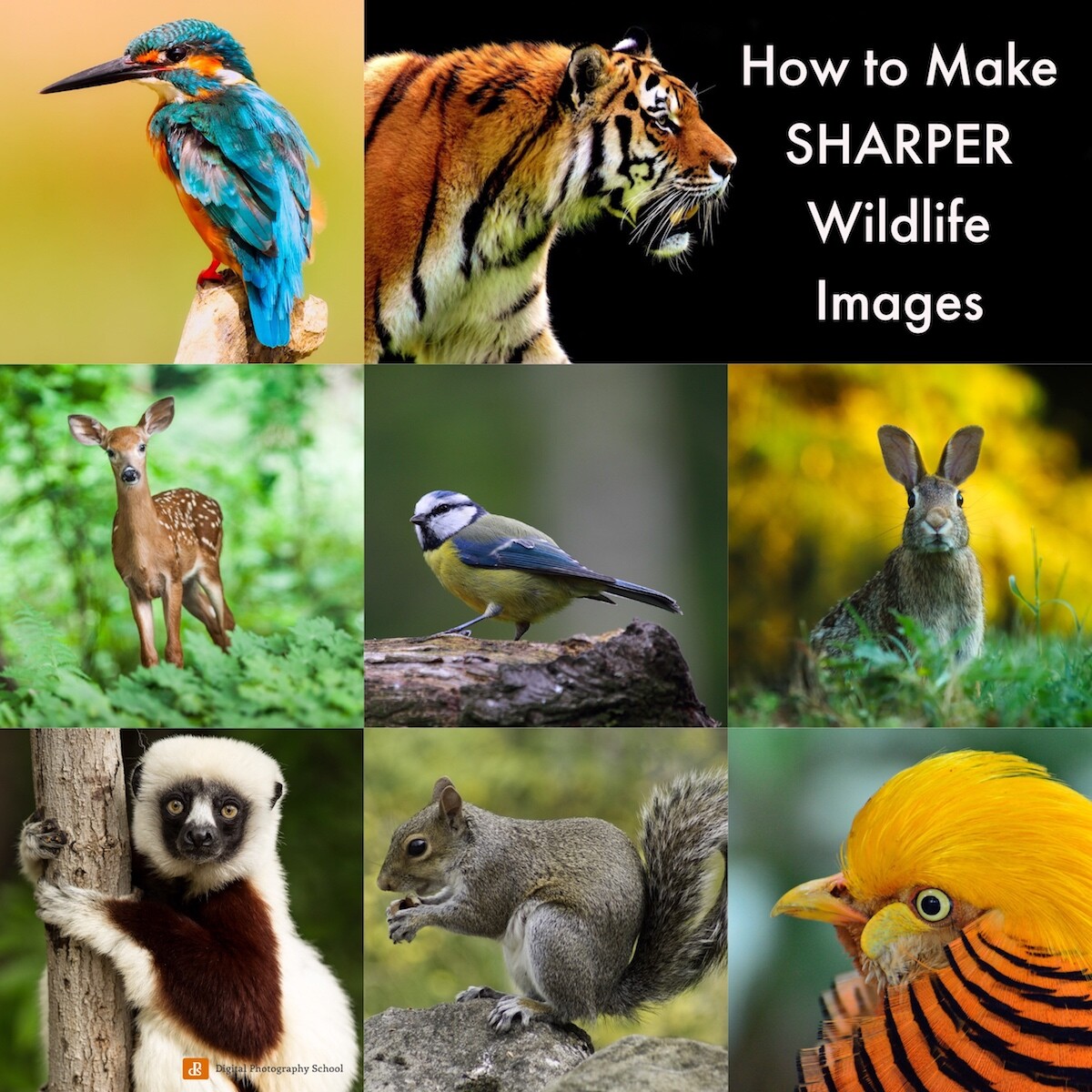 Making Sharper Wildlife Photographs - [Part 1 of 2]