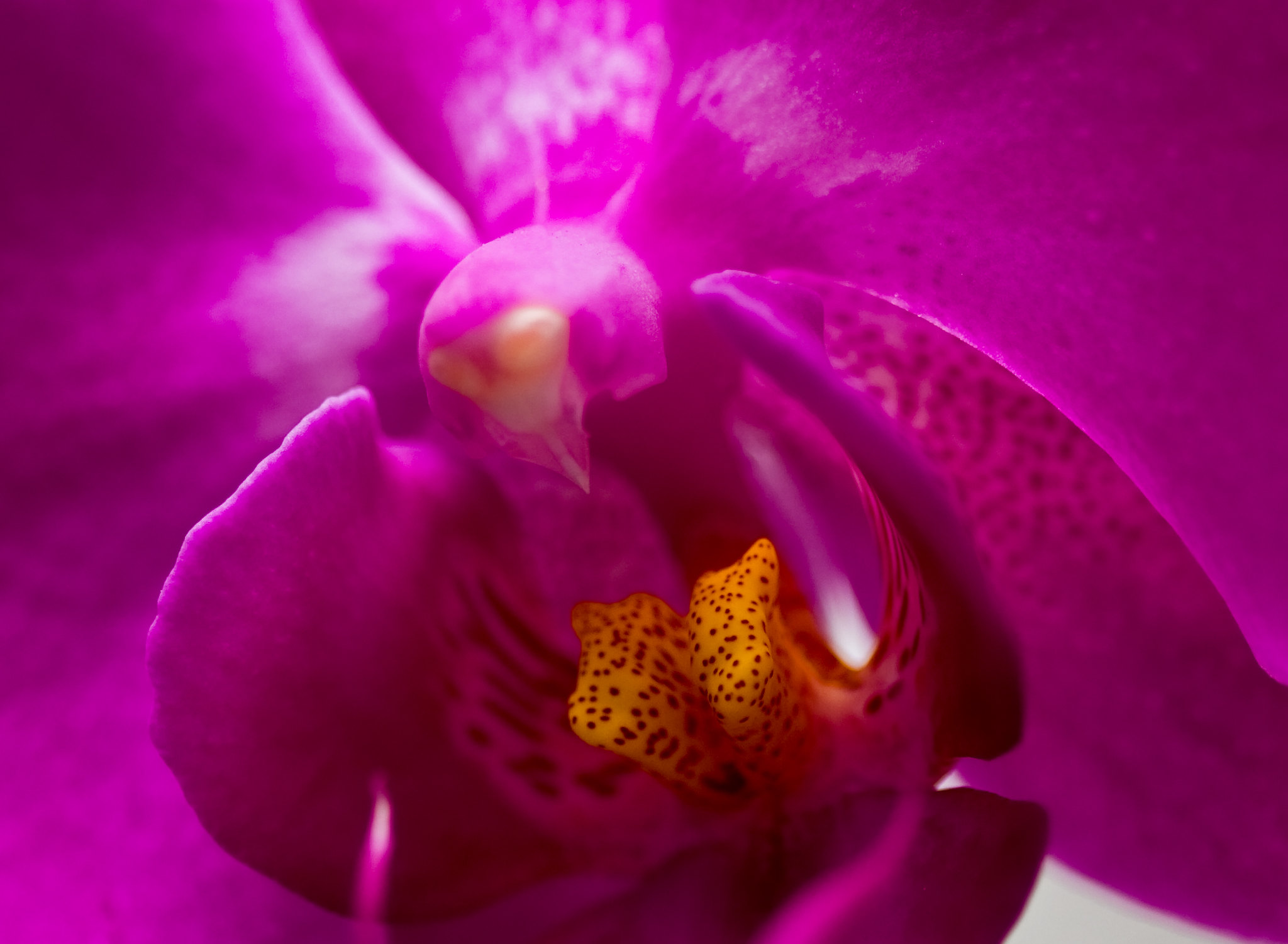 Desafio Fotográfico Semanal - Flores