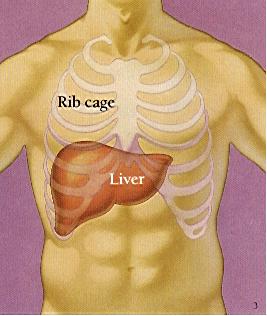 An increase in sgot and sgpt tests means that your liver cells are getting damaged. Worried Over Elevated Sgpt A Dose A Day