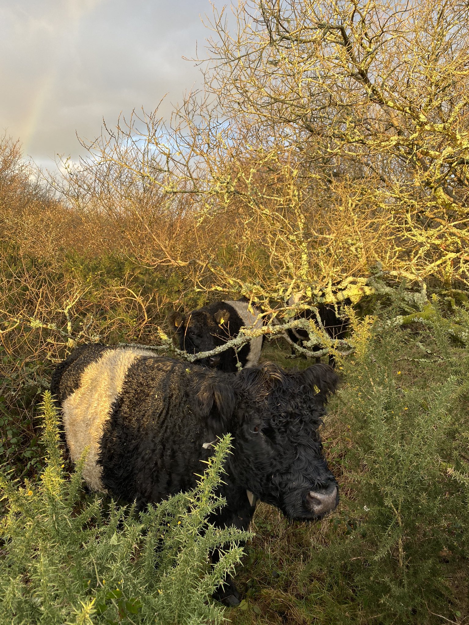 Ganado encontrado gracias a GPS