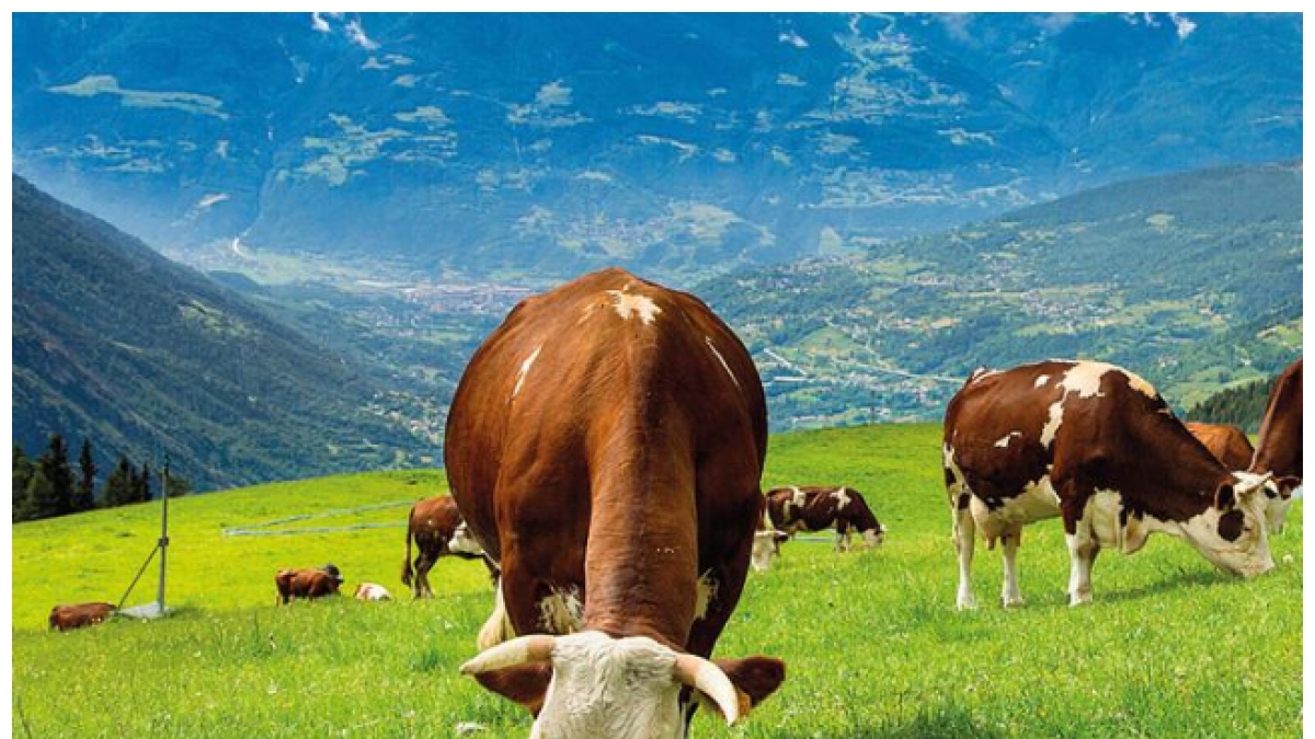 Truffa all’Ue da 20 milioni, coinvolti 48 imprenditori agricoli. Il sistema delle transumanze «fake»: «Animali moribondi in quota, quelli sani in stalla. Così scoperchiai il meccanismo»