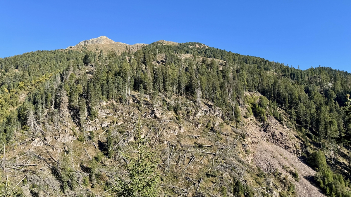 Legno, prezzi alle stelle e boschi in crisi: la filiera italiana scricchiola dopo la tempesta Vaia