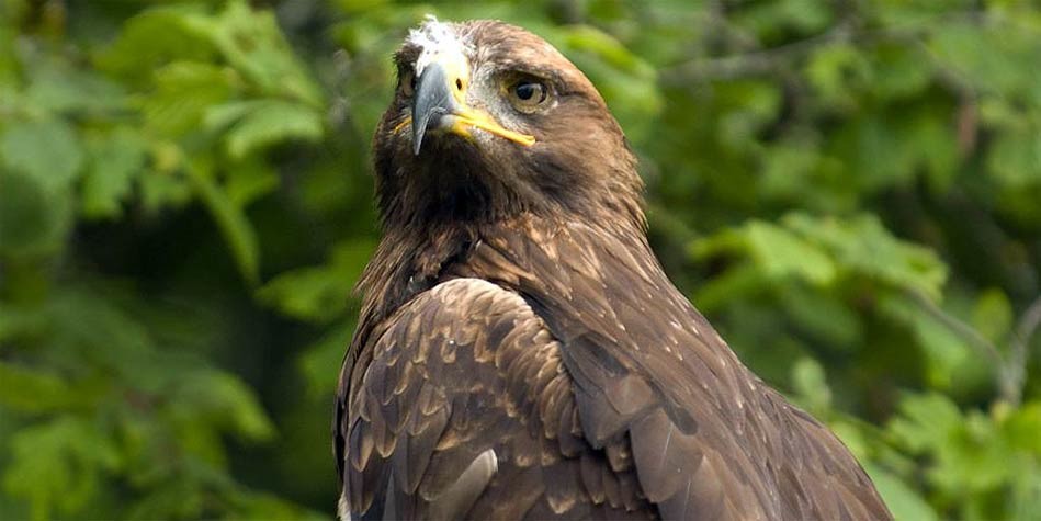 American lion - the largest lion in history | DinoAnimals.com