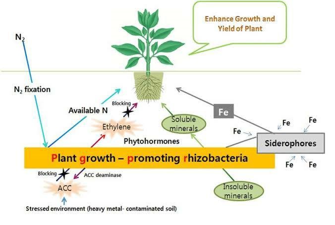 Kementerian Pertanian Direktorat Jenderal Perkebunan » PGPR: BAKTERI  MENGUNTUNGKAN YANG MEMBANTU PENGENDALIAN OPT