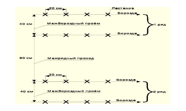 Как правильно высадить огурцы в открытый грунт?