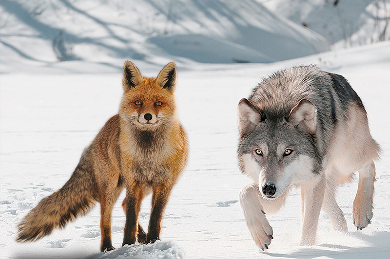 357 wohnungen zur miete in heilbronn (kreis) auf immobilo.de. Wolf oder Fuchs? - Deutsche Jagdzeitung