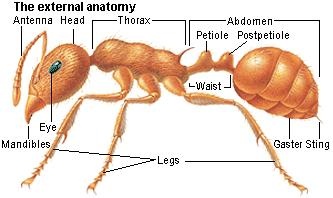 21 FAKTA SEMUT YANG MENAKJUBKAN | KASKUS