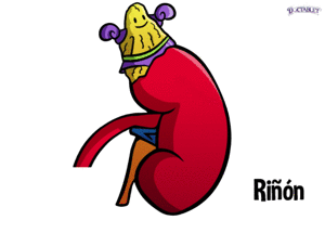 Resultado de imagen para glandula suprarrenal gif