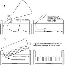 Gel Electrophoresis (SDS-PAGE) | doctorstory