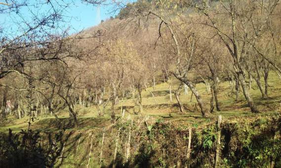 Asta giudiziaria Terreno località Vigne o Madonelle via guanni , 83028 Serino AV