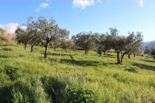 Asta giudiziaria Terreno Contrada Balata Inici, 91014 Castellammare del Golfo TP