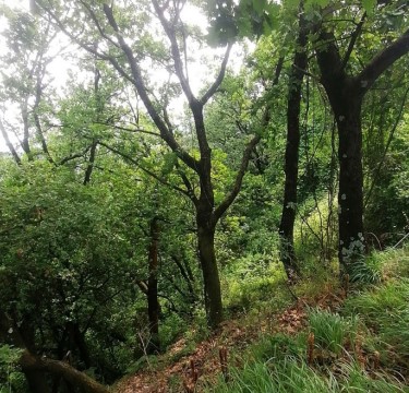 Asta giudiziaria Terreno Localita’ San Venerio snc, 19100 La Spezia SP