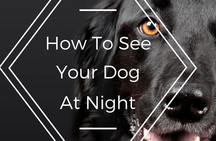 How To See Your Dog At Night And Prevent A Bad Accident