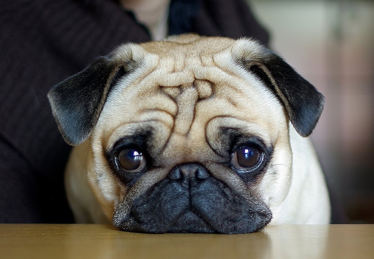 Boksör. Cins, karakter, bakım, hastalık, fotoğrafın tanımı. Pug resimleri. Köpek cinsi pug'un tanımı ve cinsin bakımı Köpekli bayan