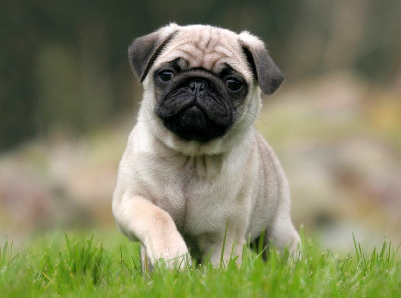 Boksör. Cins, karakter, bakım, hastalık, fotoğrafın tanımı. Pug resimleri. Köpek cinsi pug'un tanımı ve cinsin bakımı Köpekli bayan