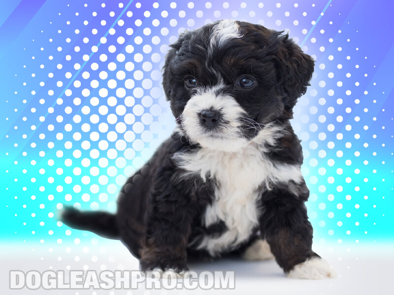 Australian Bernedoodle Complete Guide Dog Leash Pro