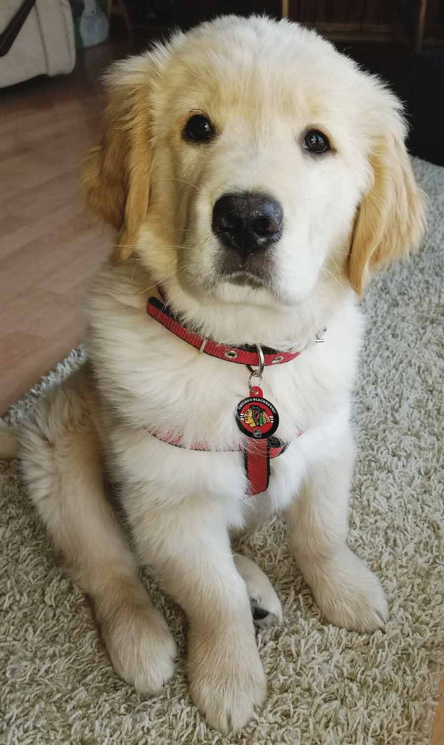 25+ Luxury Golden Retriever Blind Guide Dog - 10 Reasons Why You Should Never Own Golden Retrievers / Here's how she goes running with her dog, cliff.
