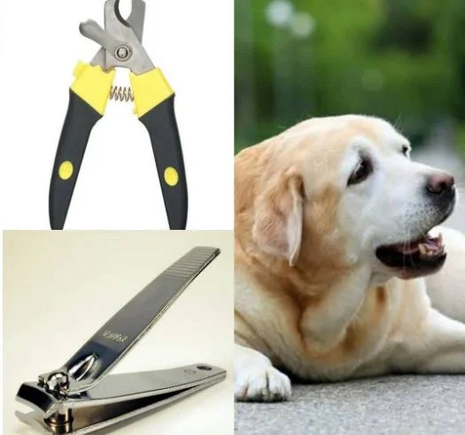 No one goes into pet ownership expecting to have to give up their animal companion, but sometimes, unexpected life changes make the decision unavoidable. Can You Cut Dog S Nails With Human Clippers
