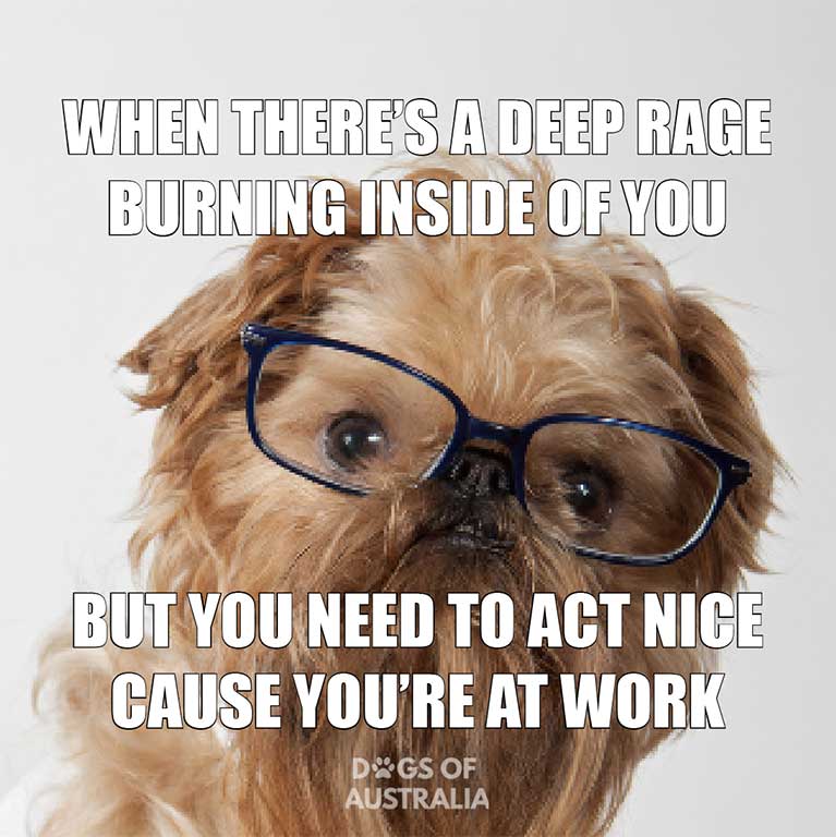 See more ideas about dog memes, funny dog . 25 Hilarious Dog Memes You Need To See Dogs Of Australia