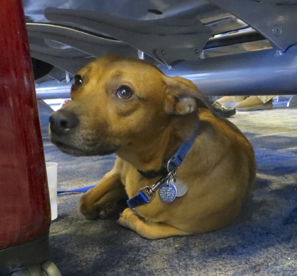 While some people prefer their dogs purebred, there's a lot to be said for mixed breeds. Dog of the Day: Miko the Pit Bull/Dachshund Mix | The Dogs of San Francisco