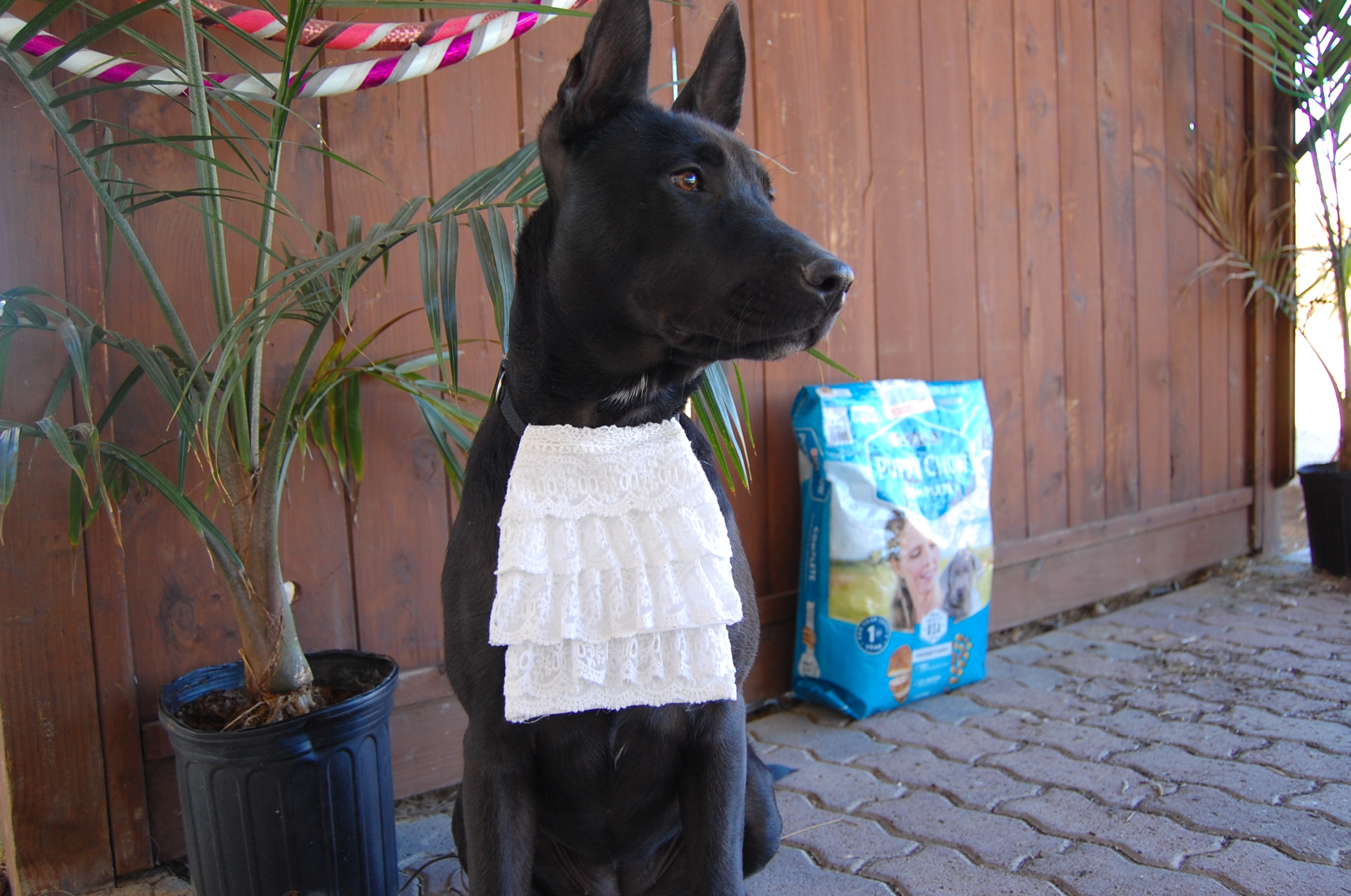 Pupoween! A NoSew Jabot Tutorial