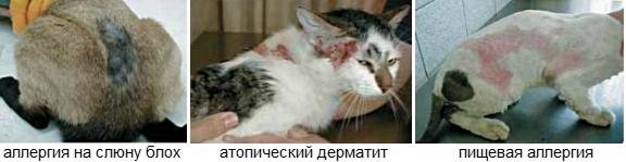 Кожные заболевания у кошек с фото и лечением. Кожные заболевания у кошек (фото) Заболевание у кошек расчесы наросты